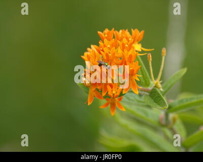 Verde metallizzato wasp su fiori d'arancio Foto Stock