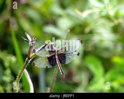 Libellula palissonatrice con ali esteso Foto Stock