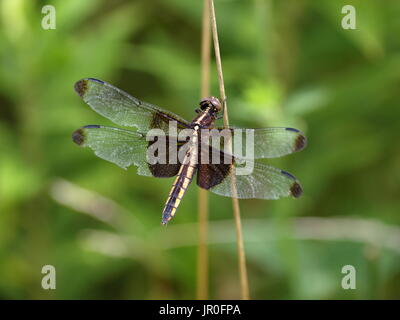 Libellula palissonatrice con ali esteso Foto Stock