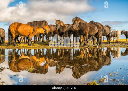 Cavalli islandesi; Islanda Foto Stock