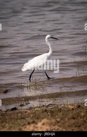 Garzetta (Egretta garzetta) di estensione attraverso i fondali del lago di; Chandrapur, Maharashtra, India Foto Stock