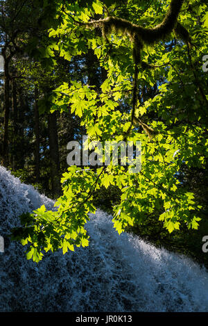 Il sole illumina Bigleaf Maple (Acer macrophyllum) lascia a sud inferiore cade a Silver Falls State Park Foto Stock