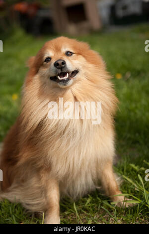 Un cane marrone con capelli lunghi si siede su erba in posa; Alaska, Stati Uniti d'America Foto Stock