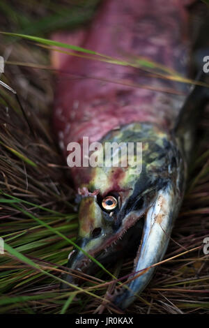 Un morto Il Salmone Sockeye stabilisce in erba; Alaska, Stati Uniti d'America Foto Stock