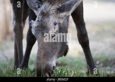 Un Alce Vacca (Alces alces) mangiare erba; Omero, Alaska, Stati Uniti d'America Foto Stock