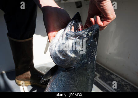 Un pescatore recupera un gancio dalla bocca di un pesci pescati; Omero, Alaska, Stati Uniti d'America Foto Stock