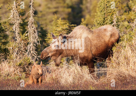 Un Alce Vacca (Alces alces) e si tratta di vitello insieme in una foresta; Alaska, Stati Uniti d'America Foto Stock