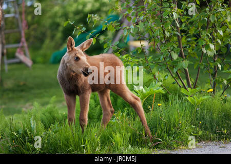 Un Alce polpaccio (Alces alces) sorge sull'erba di un cortile residenziale con un bambino nel suo scorrimento in background; Alaska, Stati Uniti d'America Foto Stock