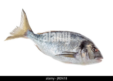 Dorado pesce o Orate di mare isolato vista di profilo su bianco Foto Stock