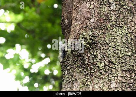 Caterpillar nero con il bianco hairy provare a salire su un albero per sfuggire il cacciatore uccello Foto Stock