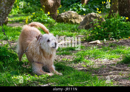 Un color crema, cane incatenato ad un albero, in trepidante attesa per il suo titolare di correre liberamente e giocare in campagna. Scruffy pelliccia, friendly giocoso cane Foto Stock