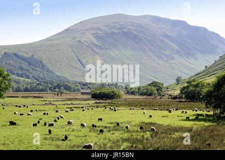 Testa Wasdale con Herdwick pecore nel campo Wasdale Lake District Cumbria Regno Unito Foto Stock