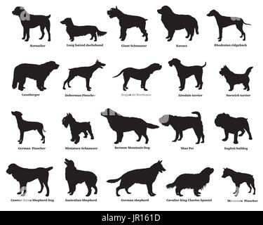 Set di vettore di diverse razze di cani sagome isolati in colore nero su bianco backround Illustrazione Vettoriale