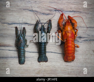 Bello vivere e aragosta bollita su uno sfondo di legno Foto Stock