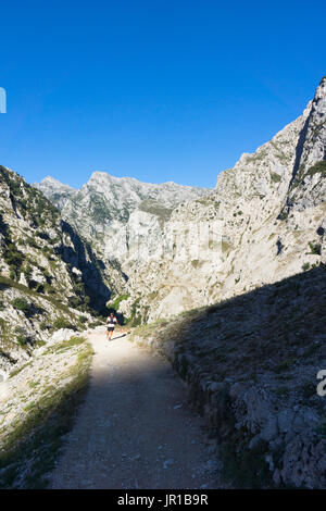 Runner nella Gola di Cares, Garganta del Cares, è famoso per il suo itinerario a piedi, Ruta del Cares, Parco Nazionale Picos de Europa Foto Stock