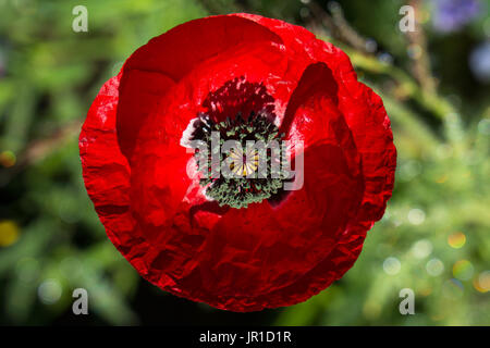 La mattina presto luce su un luminoso rosso papavero, della famiglia Papaveraceae, con ombre. Foto Stock