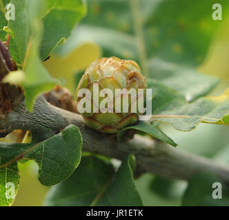Carciofo di quercia fiele sullo stelo di Pedunculate o Quercia farnia (Quercus robur). I Galli sono causati dalla lava del carciofo di quercia Gall Wasp Foto Stock