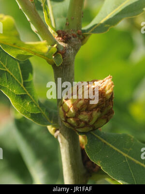 Carciofo di quercia fiele sullo stelo di Pedunculate o Quercia farnia (Quercus robur). I Galli sono causati dalla lava del carciofo di quercia Gall Wasp Foto Stock