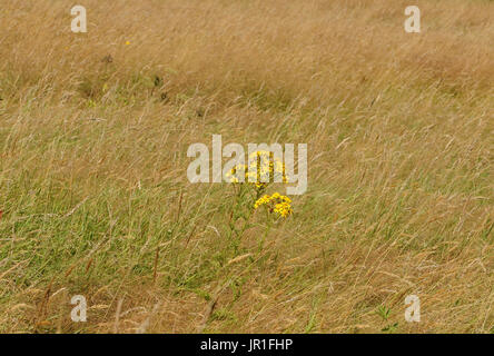 Un singolo impianto di comune erba tossica (Senecio jacobaea) che cresce in un campo di fieno. Bedgebury Forest, Kent, Regno Unito. Foto Stock