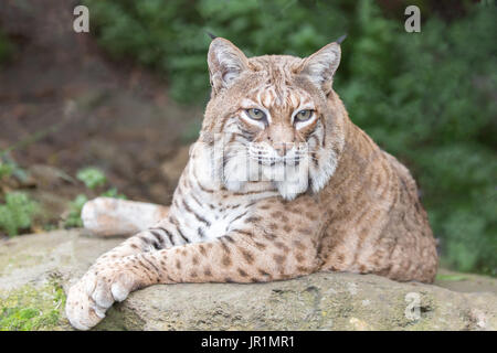 Bobcat (Lynx rufus californicus) appoggiato su di una roccia e posa. Foto Stock