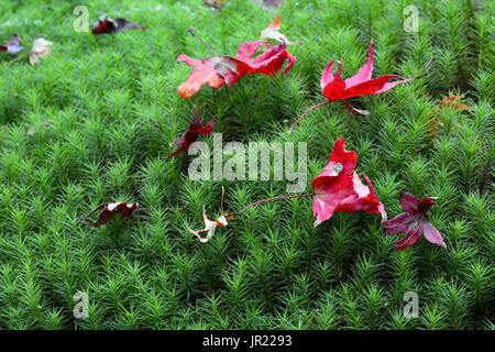 Macro Closeup di caduta rosse foglie di acero sul fresco verde muschio durante l'autunno Foto Stock
