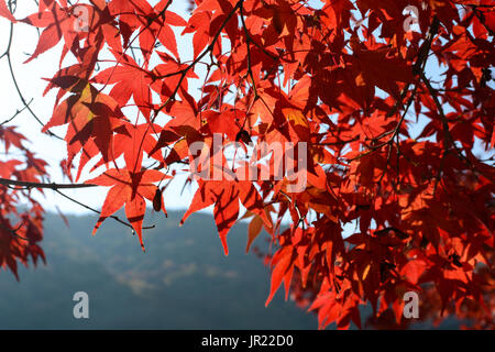 Rosso acero giapponese foglie mostrano il loro miglior Autunno a colori Foto Stock