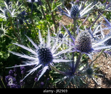 Sapphire Blue Sea Holly Foto Stock