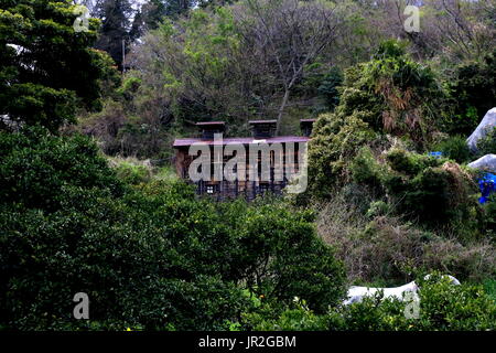 Un vecchio magazzino si siede in un giapponese Mikan orchard sul versante di una montagna nel sud Odawara city. Mt. Ishibashi è coperto con agrumeti e vecchi sh Foto Stock