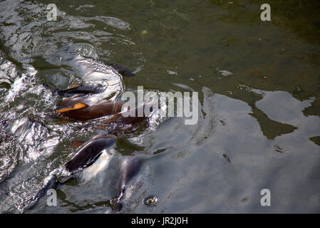 Una scuola di carpe alimentando in un fiume in Giappone. Fiumi in Giappone sono pieno di carpe come questi. Foto Stock