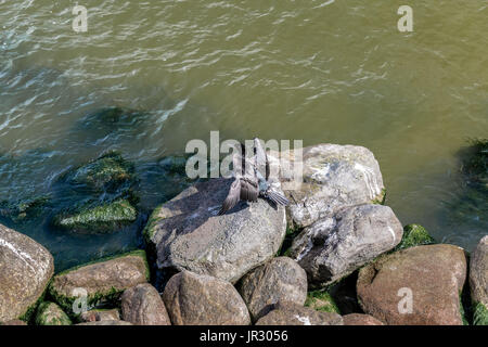 Palanga Foto Stock