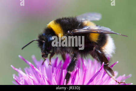 Buff-tailed Bumblebee, bombus terrestris Foto Stock