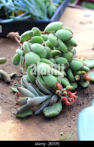 Cotiledone tomentosa o noto come orso Paw Foto Stock