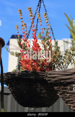 Mesembryanthemum crescente e crassula capitella campfire succulente in vaso pensile Foto Stock