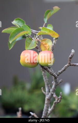 Giovani mele su un nano apple ramo di albero in autunno Foto Stock