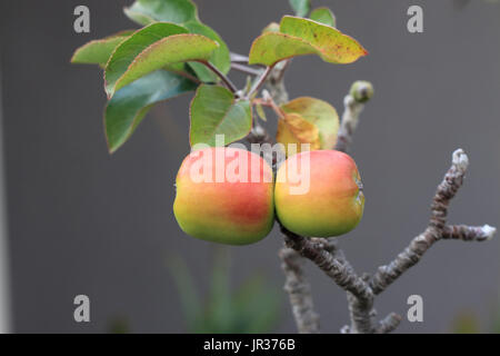 Giovani mele su un nano apple ramo di albero in autunno Foto Stock