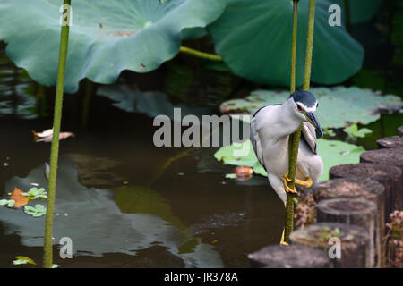 Adulto nitticora in equilibrio su un gambo Lotus a caccia di pesci in uno stagno al Taipei Giardino Botanico Foto Stock