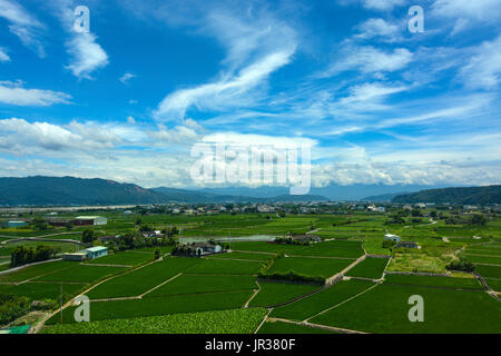 Terreni agricoli pacifica per risaie e lotus agricoltura sotto un cielo estivo nella città di Taichung, Taiwan Foto Stock