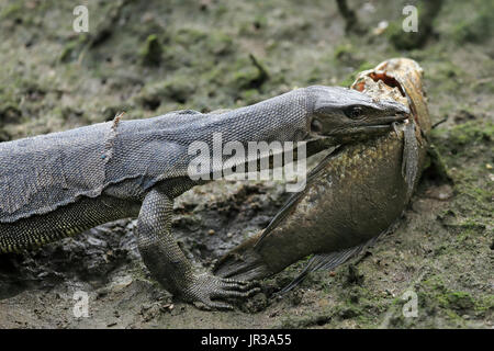 Un monitor lizard mangiare un pesce a sungei buloh wetland reserve in Singapore Foto Stock