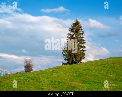 Pascolo collinare in Baviera con un singolo FIR (lat. API) e un arbusto di fronte blu hommel con nuvole bianche. Foto Stock