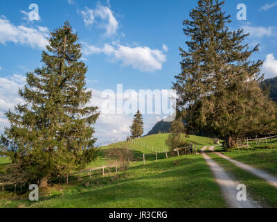 Due abeti su un percorso su prati collinari della regione di Allgäu vicino alla città di Füssen in Baviera. Foto Stock