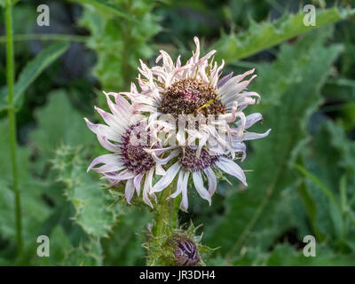 Close up dei fiori di Berkheya purpurea Foto Stock