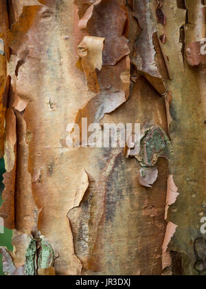 Chiusura del golden sfaldatura Corteccia di Acer griseum paperbark maple Foto Stock