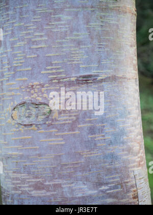 Chiusura del bianco argentea corteccia di Betula utilis albosinensis Foto Stock