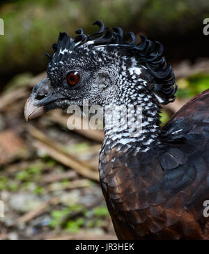 Closeup bird ritratto di un Hocco messicano femmina, nome scientifico Crax rubra Foto Stock