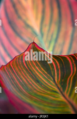 Canna lily leaf close-up nel bordo del giardino Foto Stock