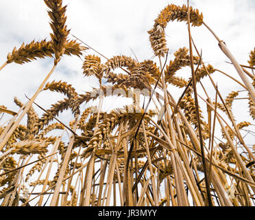 Coltivazione di grano al tempo del raccolto Norfolk Agosto Foto Stock