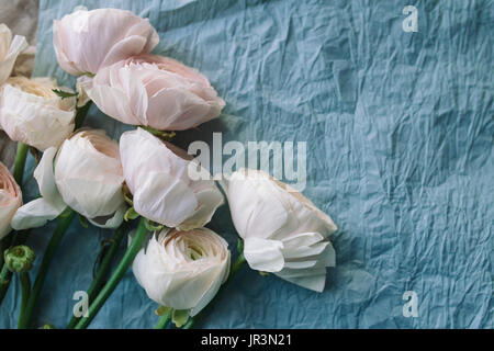 Rosa pallido e bianco ranunculus bouquet su uno sfondo blu, blu su carta crespa. Fiori. Ranunculus asiaticus, ranuncolo Persiano Foto Stock