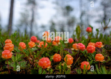 Cloudberry crescono nella foresta in Russia Foto Stock