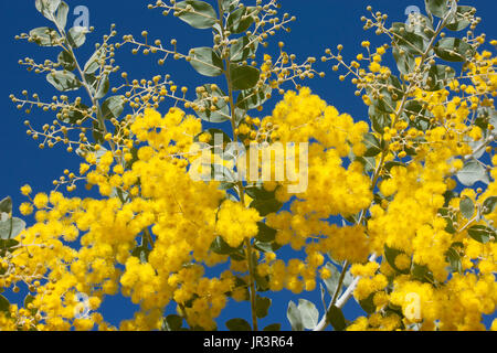 Nativo di bargiglio Cootamundra acacia fiori gialli sugli alberi contro il cielo blu Foto Stock