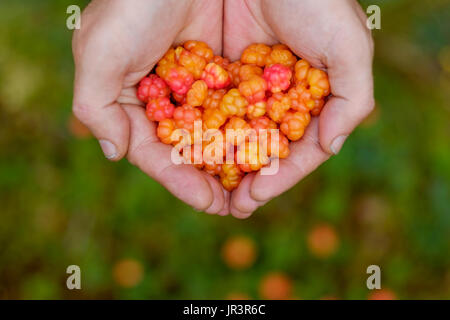 Cloudberry crescono nella foresta in Russia Foto Stock